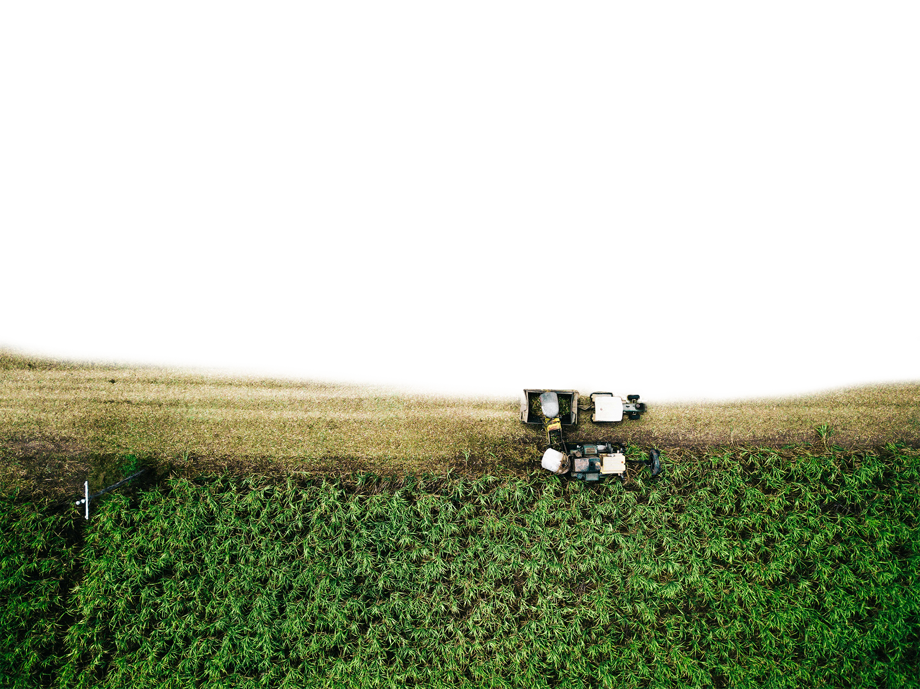 Sugar Export
